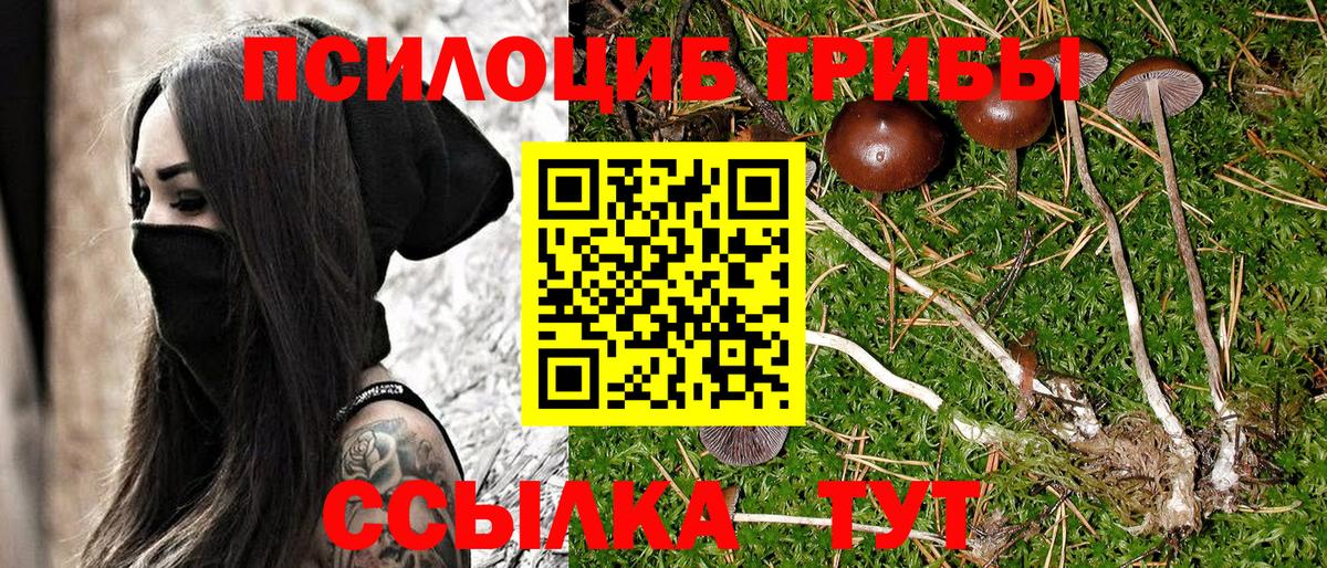 Псилоцибиновые грибы Psilocybe Кулебаки